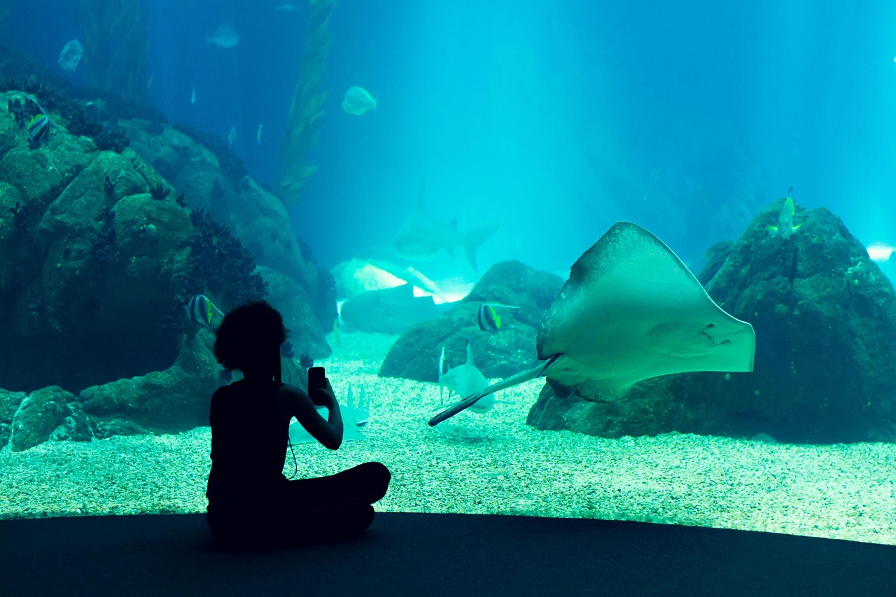 Lisbon's Oceanarium exhibit