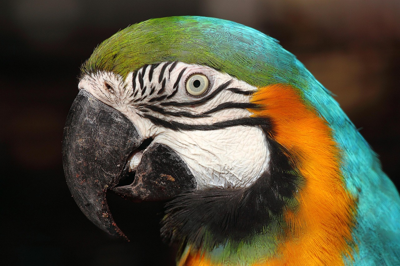Canindé Macaw parrot image